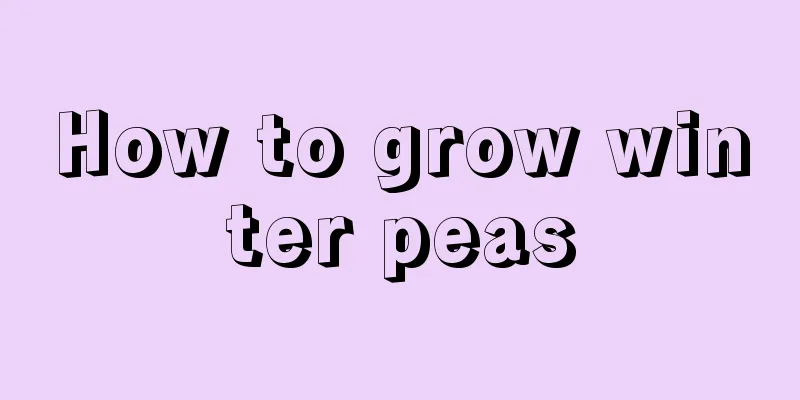 How to grow winter peas