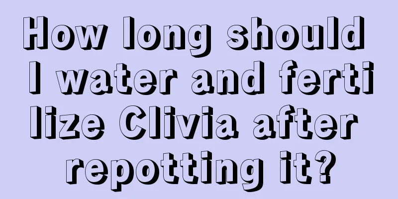 How long should I water and fertilize Clivia after repotting it?