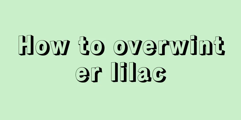 How to overwinter lilac