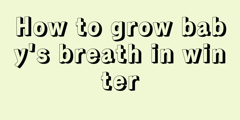 How to grow baby's breath in winter