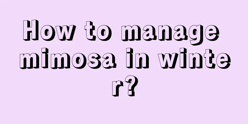 How to manage mimosa in winter?