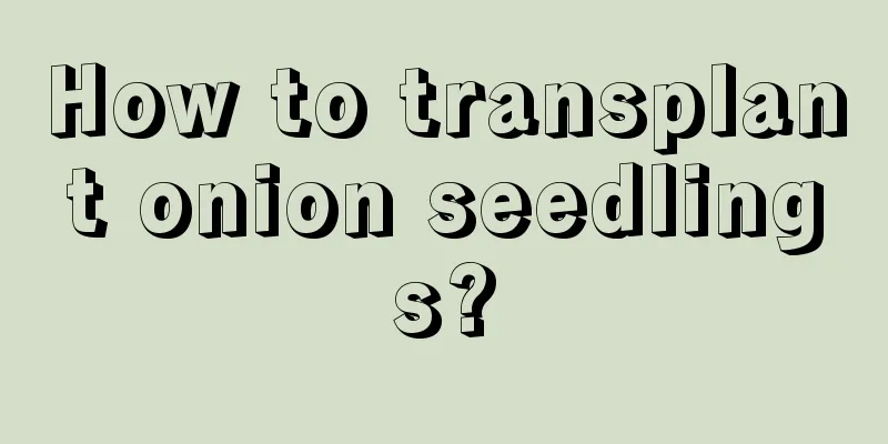 How to transplant onion seedlings?