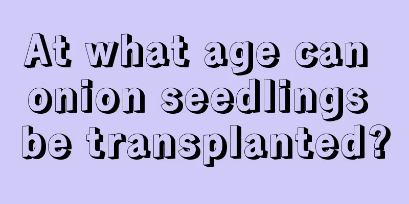 At what age can onion seedlings be transplanted?