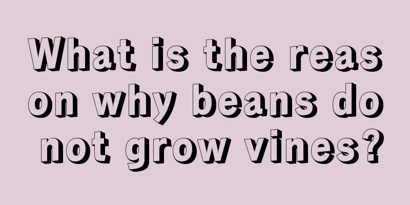 What is the reason why beans do not grow vines?