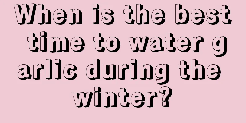 When is the best time to water garlic during the winter?