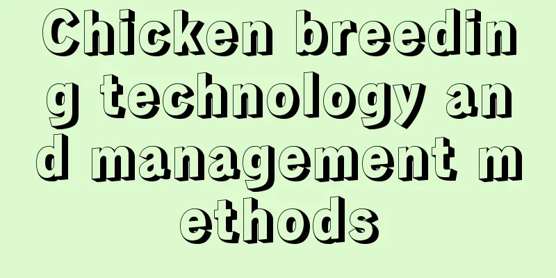 Chicken breeding technology and management methods