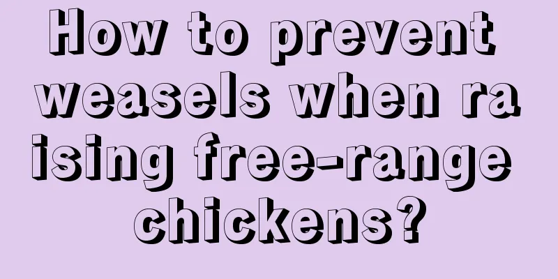 How to prevent weasels when raising free-range chickens?