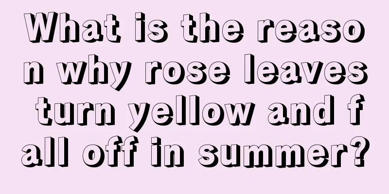 What is the reason why rose leaves turn yellow and fall off in summer?