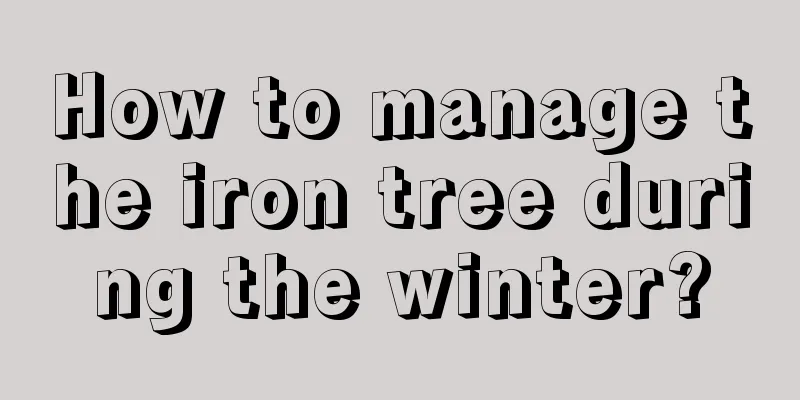 How to manage the iron tree during the winter?