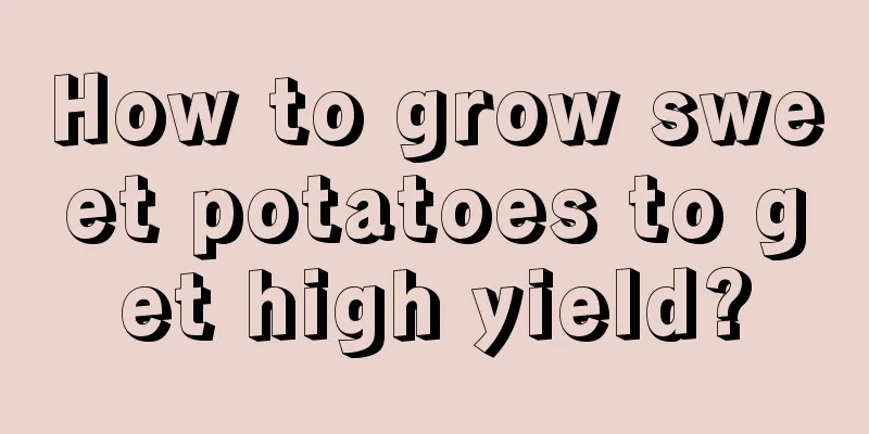 How to grow sweet potatoes to get high yield?