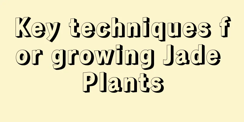 Key techniques for growing Jade Plants