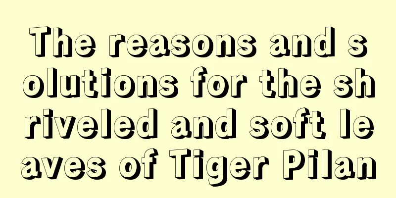 The reasons and solutions for the shriveled and soft leaves of Tiger Pilan