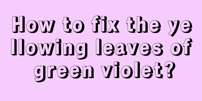 How to fix the yellowing leaves of green violet?