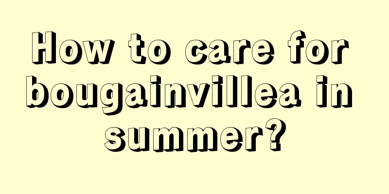 How to care for bougainvillea in summer?