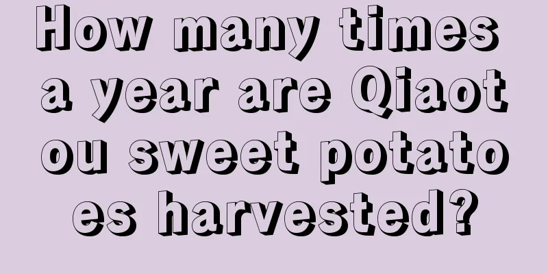 How many times a year are Qiaotou sweet potatoes harvested?