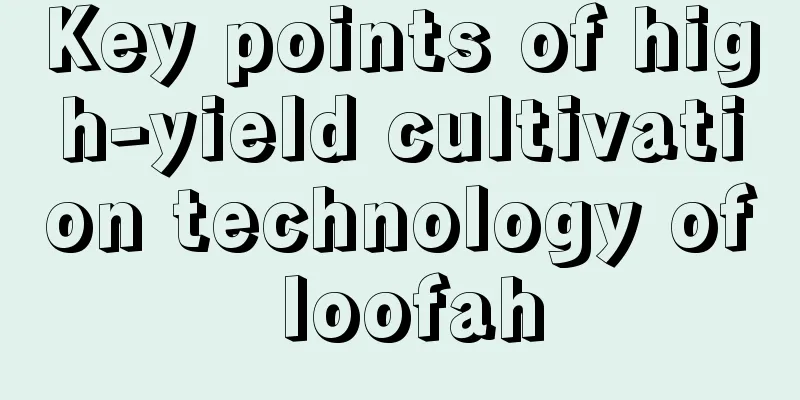 Key points of high-yield cultivation technology of loofah