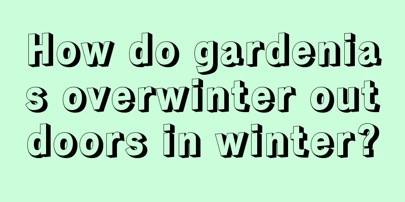 How do gardenias overwinter outdoors in winter?