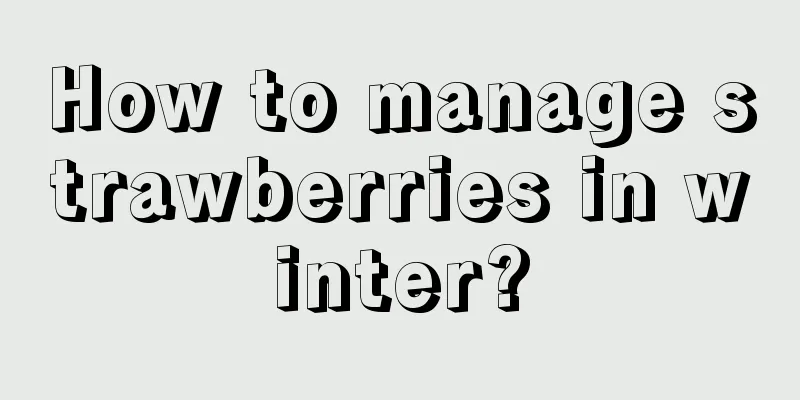 How to manage strawberries in winter?