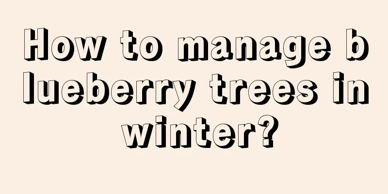 How to manage blueberry trees in winter?