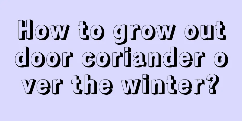 How to grow outdoor coriander over the winter?