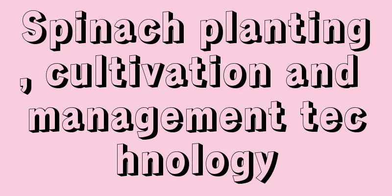 Spinach planting, cultivation and management technology