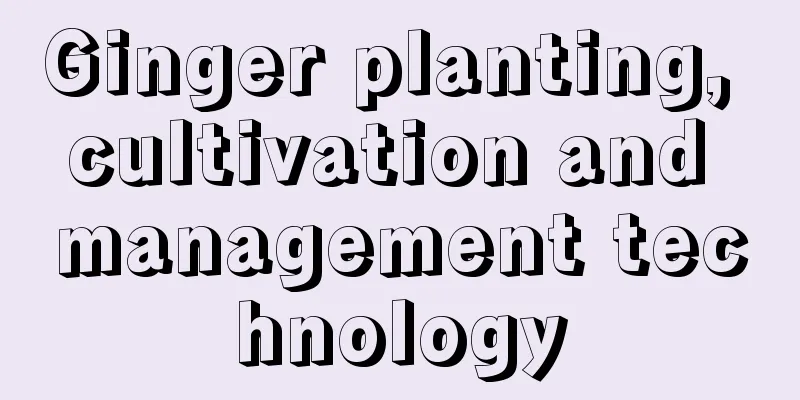 Ginger planting, cultivation and management technology