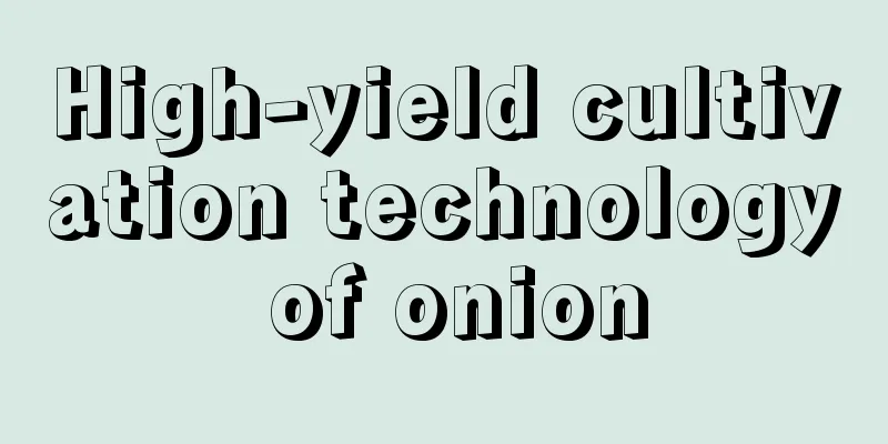 High-yield cultivation technology of onion