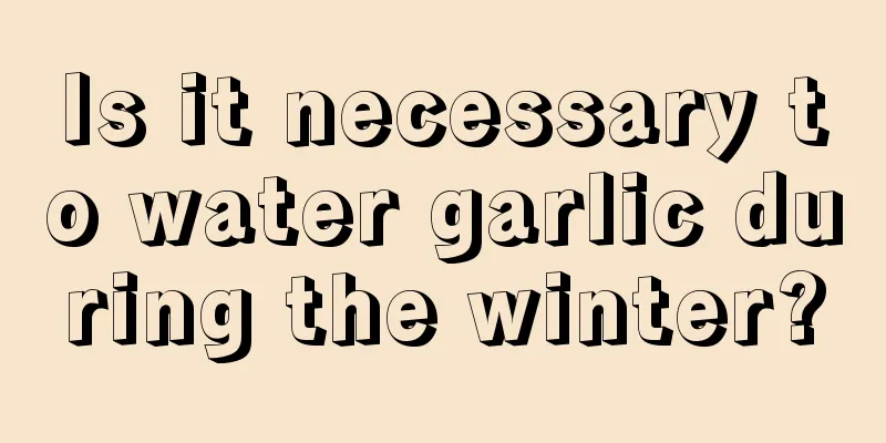 Is it necessary to water garlic during the winter?