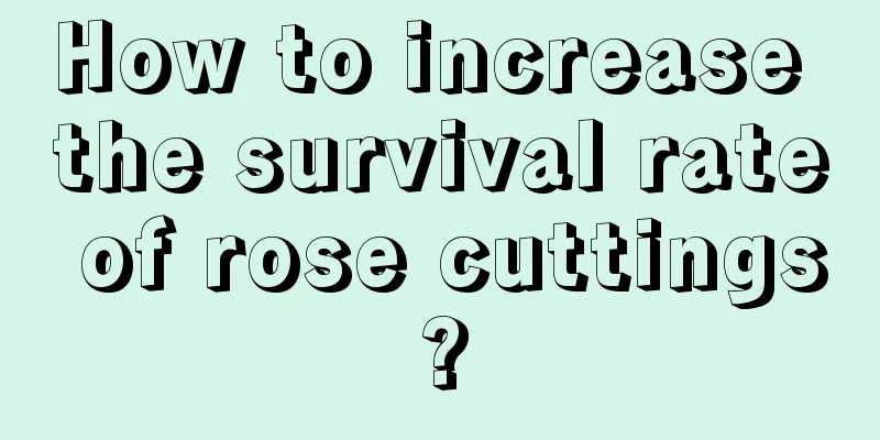 How to increase the survival rate of rose cuttings?