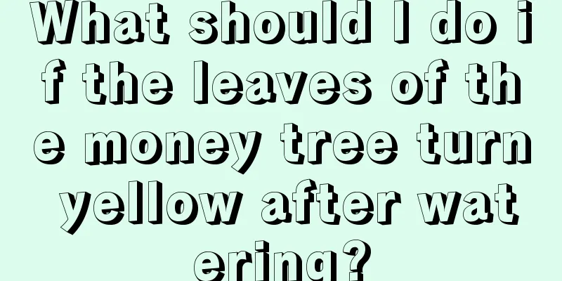 What should I do if the leaves of the money tree turn yellow after watering?