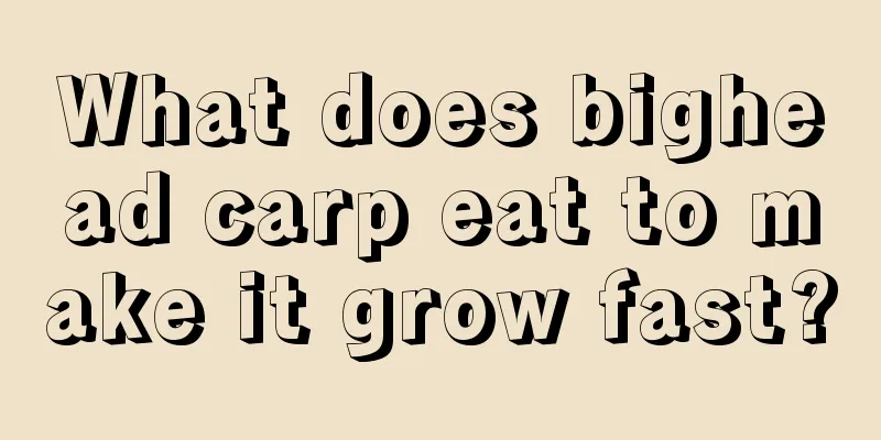 What does bighead carp eat to make it grow fast?