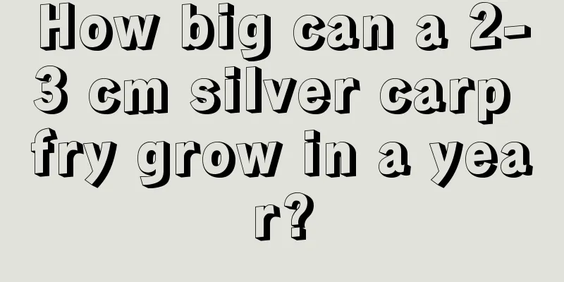 How big can a 2-3 cm silver carp fry grow in a year?