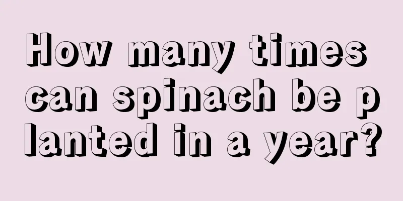 How many times can spinach be planted in a year?