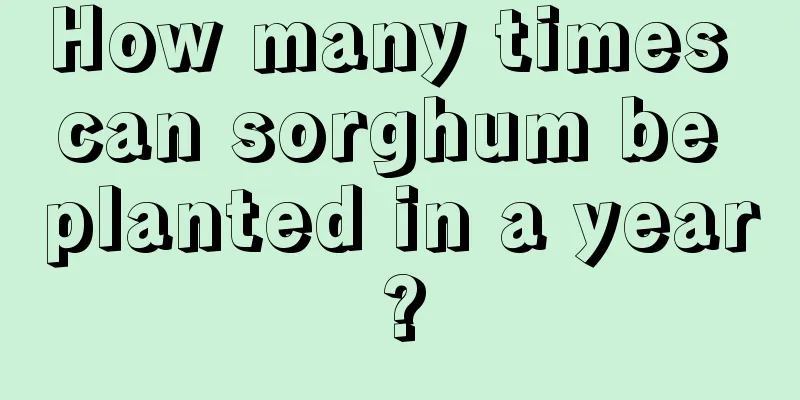 How many times can sorghum be planted in a year?