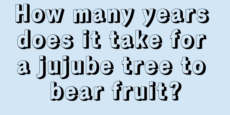 How many years does it take for a jujube tree to bear fruit?