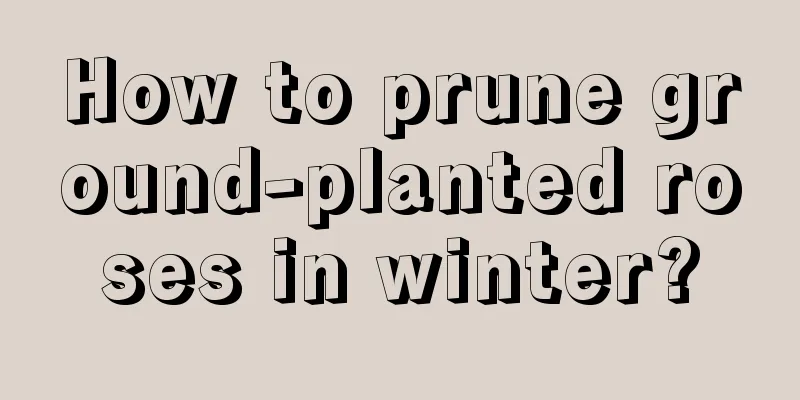 How to prune ground-planted roses in winter?