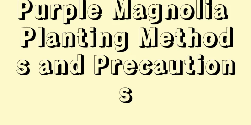 Purple Magnolia Planting Methods and Precautions