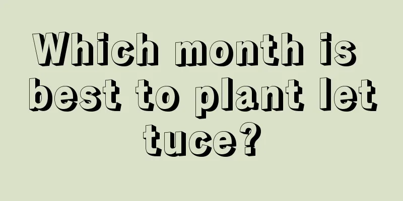 Which month is best to plant lettuce?