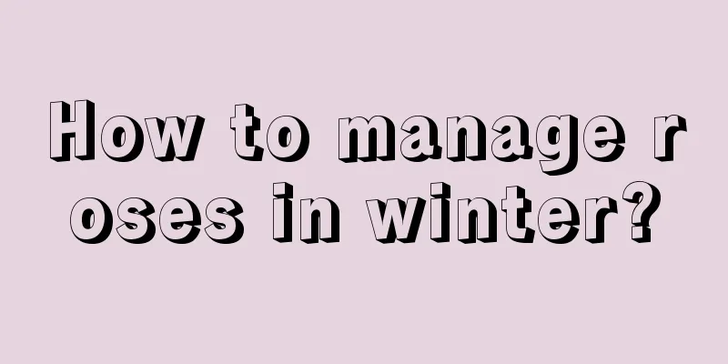 How to manage roses in winter?