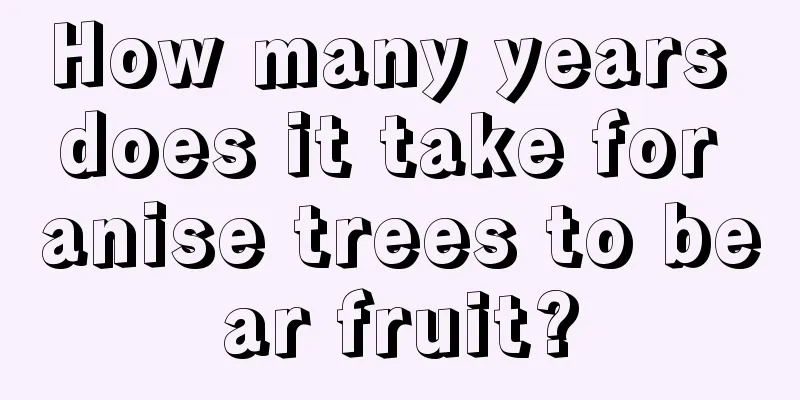 How many years does it take for anise trees to bear fruit?