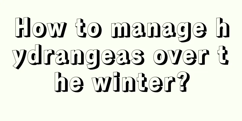 How to manage hydrangeas over the winter?