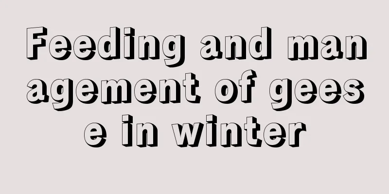 Feeding and management of geese in winter