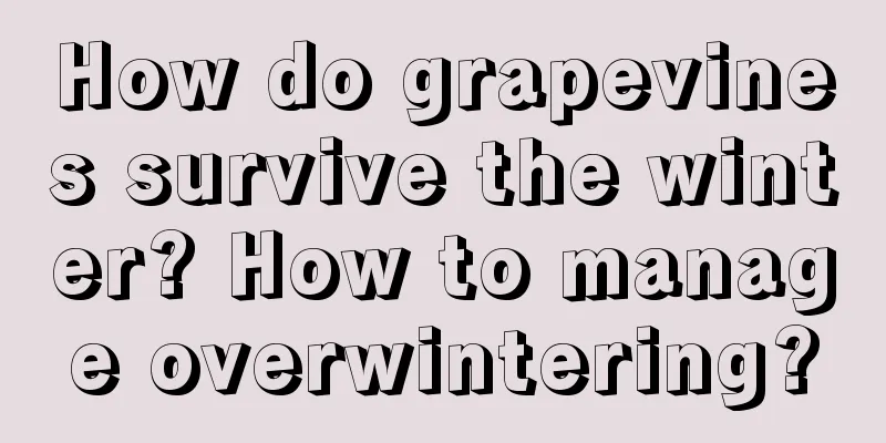 How do grapevines survive the winter? How to manage overwintering?