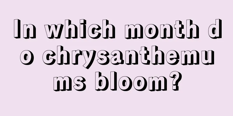 In which month do chrysanthemums bloom?