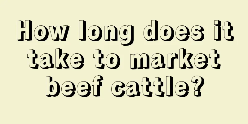 How long does it take to market beef cattle?