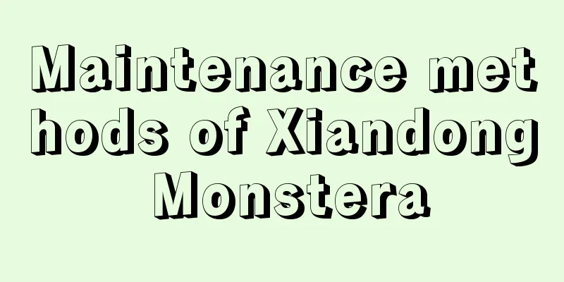 Maintenance methods of Xiandong Monstera