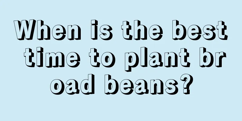 When is the best time to plant broad beans?