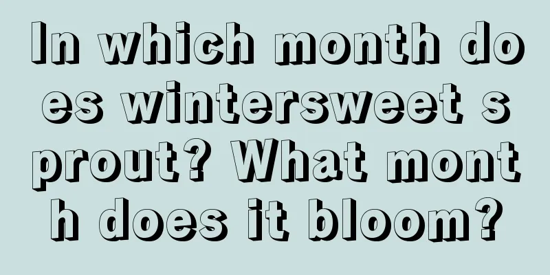 In which month does wintersweet sprout? What month does it bloom?