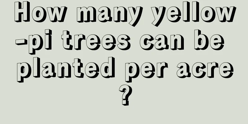 How many yellow-pi trees can be planted per acre?