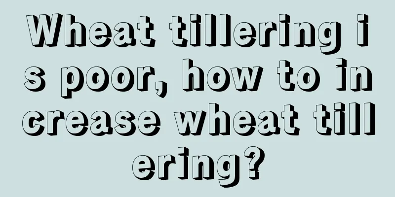 Wheat tillering is poor, how to increase wheat tillering?